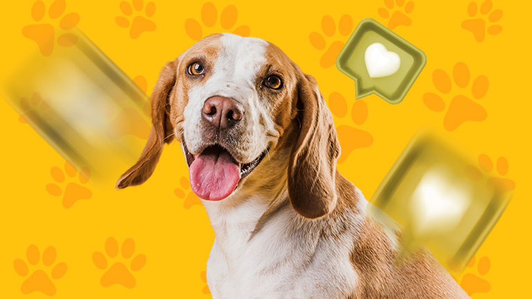 marketing para petshop